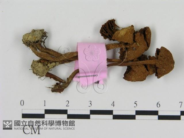 登錄號:F0013322藏品圖，第1張