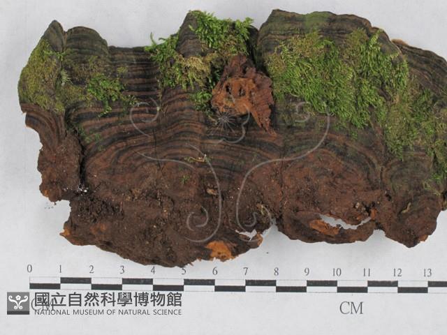 登錄號:F0028202藏品圖，第1張
