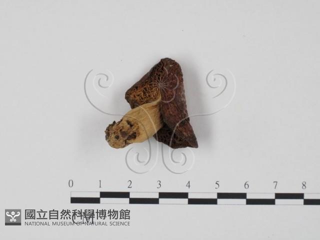 登錄號:F0020202藏品圖，第1張
