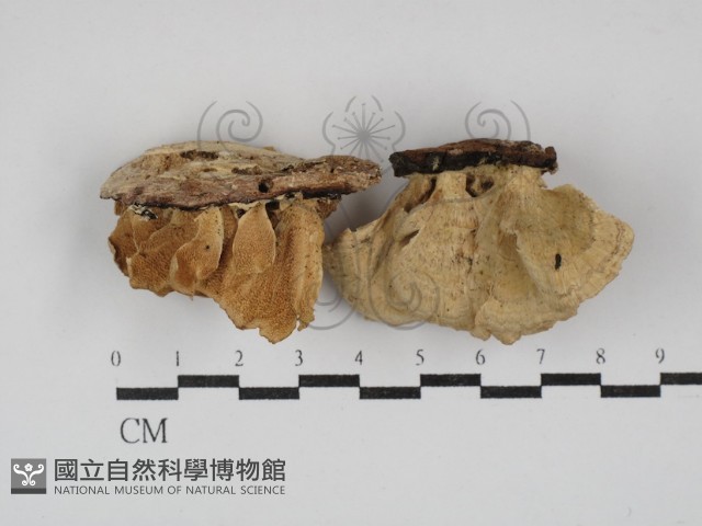 登錄號:F0030202藏品圖，第1張