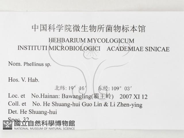 木層孔菌屬藏品圖，第3張