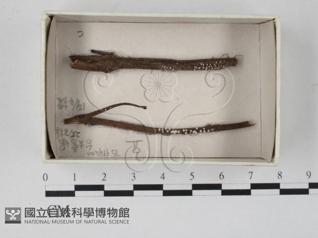 登錄號:F0021202藏品圖，第1張