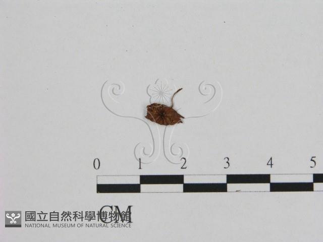 登錄號:F0011202藏品圖，第1張