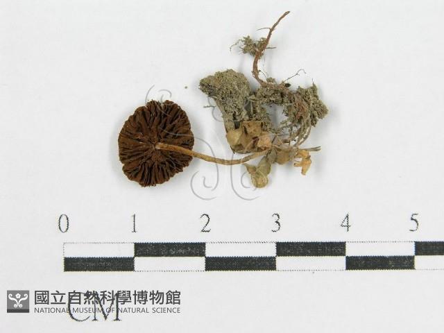 登錄號:F0014202藏品圖，第1張