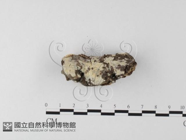 登錄號:F0022202藏品圖，第1張