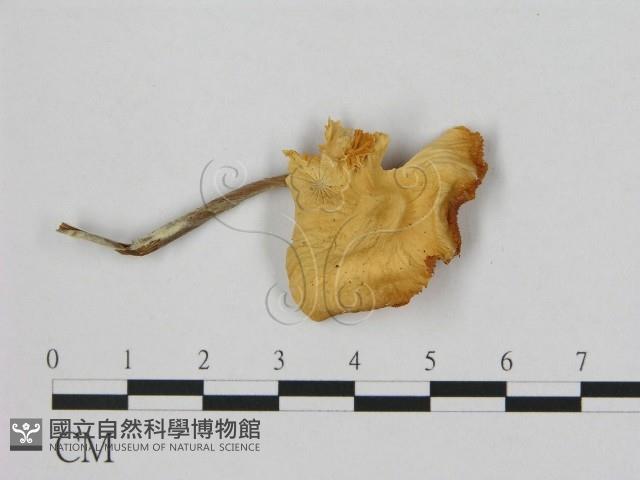 小皮傘屬藏品圖，第1張