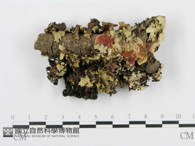 登錄號:F0012202藏品圖，第1張