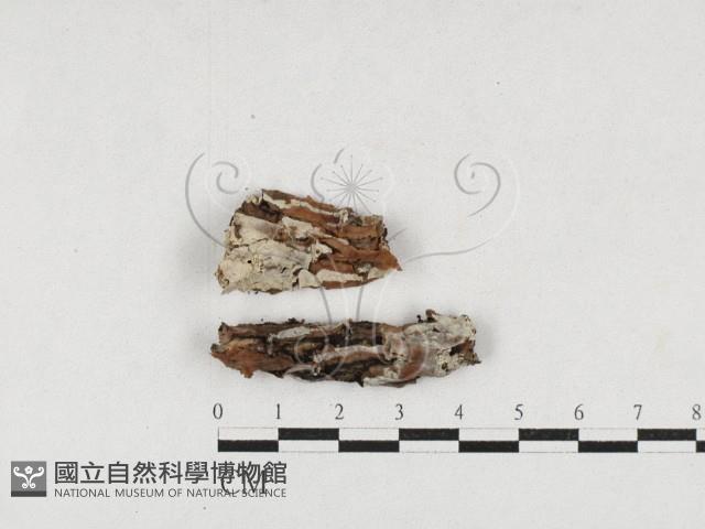 登錄號:F0027202藏品圖，第1張