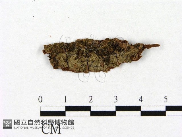 登錄號:F0003202藏品圖，第1張