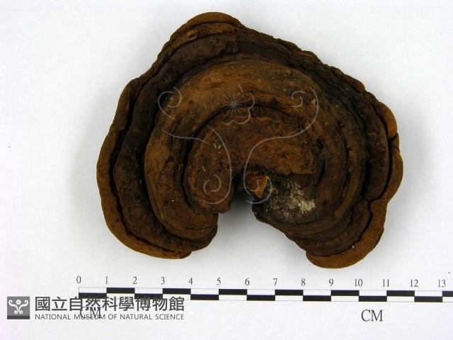 登錄號:F0008802藏品圖，第1張