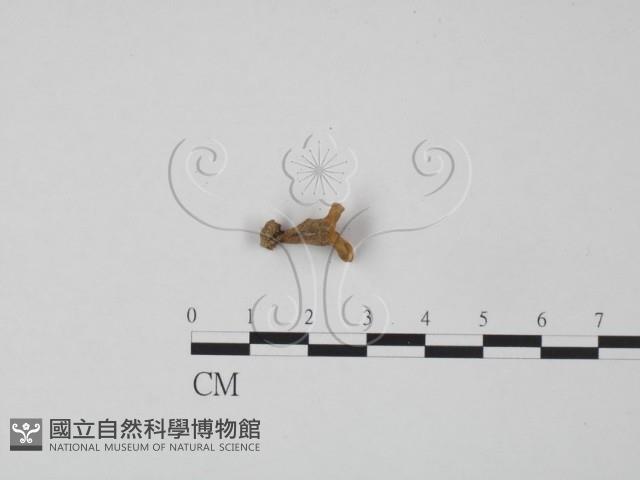 登錄號:F0020802藏品圖，第1張