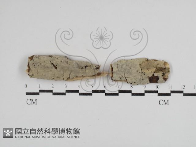 剛毛絲皮菌藏品圖，第1張