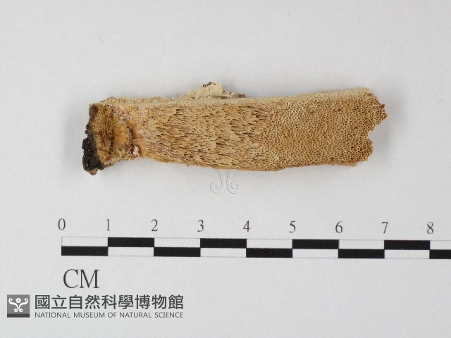 登錄號:F0006802藏品圖，第1張