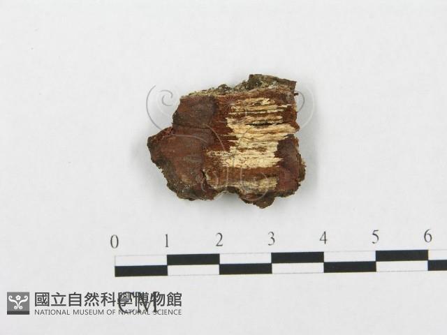 登錄號:F0016802藏品圖，第1張