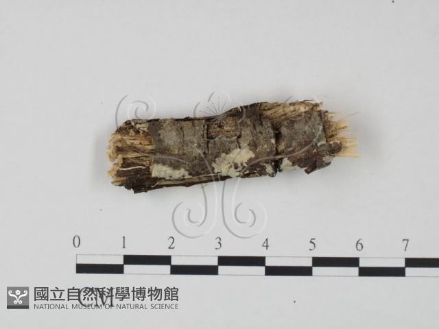 登錄號:F0021802藏品圖，第1張