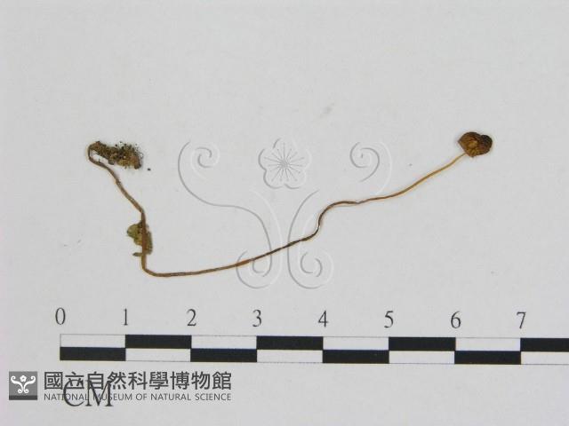 小菇屬藏品圖，第1張