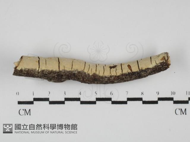 登錄號:F0031802藏品圖，第1張