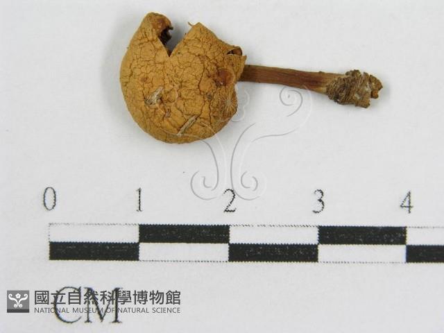 登錄號:F0004802藏品圖，第1張