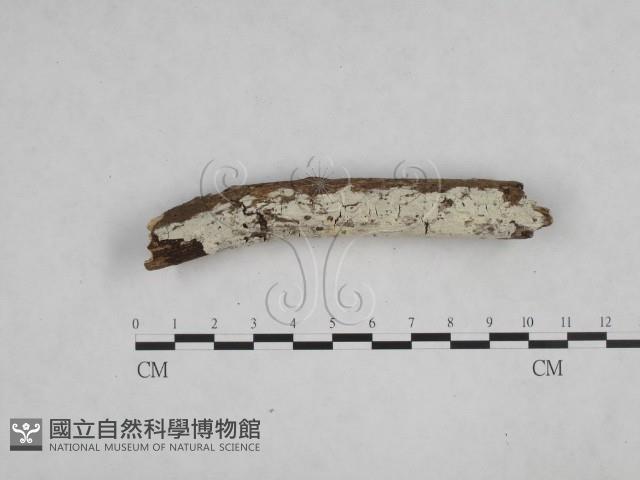 冇骨消絲齒菌藏品圖，第1張