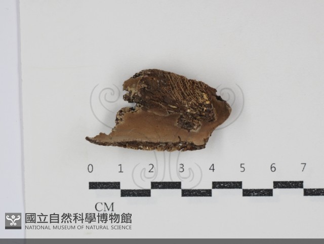 登錄號:F0034802藏品圖，第1張