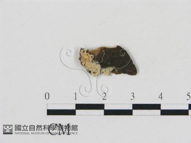 登錄號:F0002802藏品圖，第1張