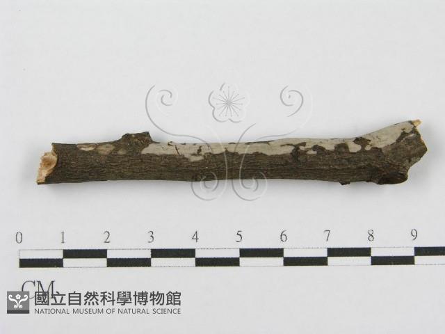 筍殼菌屬藏品圖，第1張