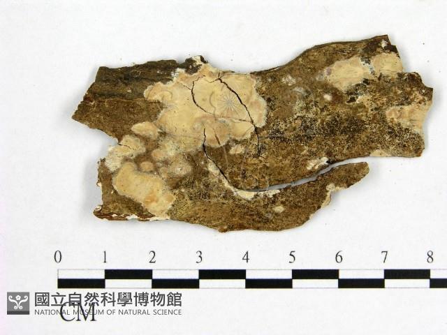 登錄號:F0007802藏品圖，第1張