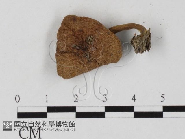 登錄號:F0025802藏品圖，第1張