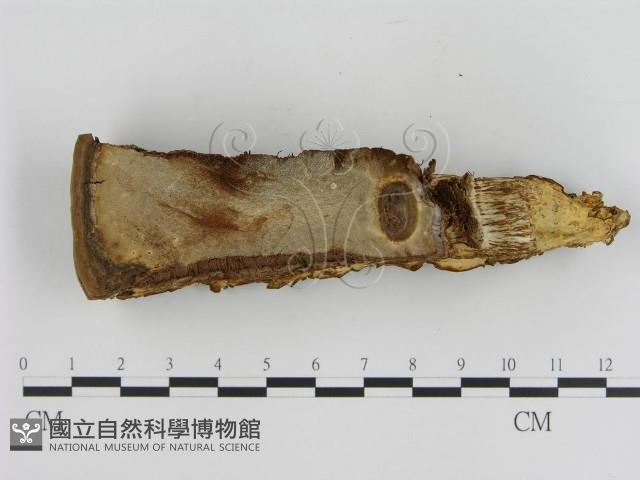 登錄號:F0005802藏品圖，第1張