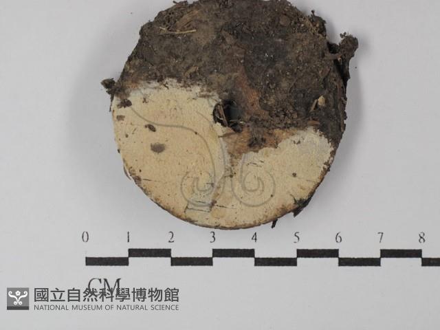 登錄號:F0029802藏品圖，第1張