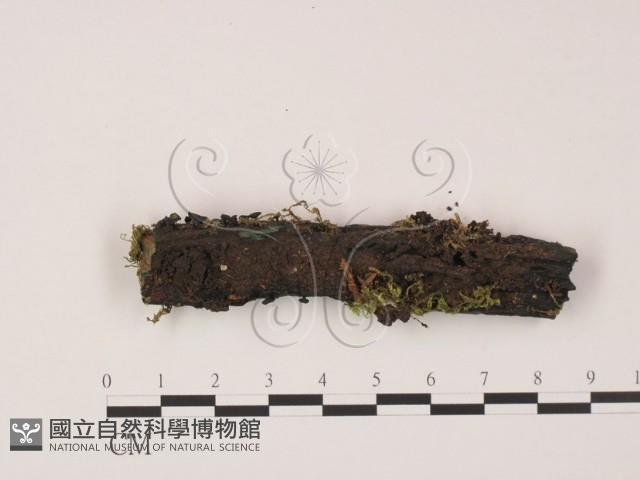 登錄號:F0009802藏品圖，第1張