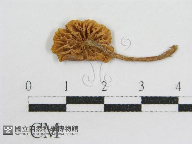 粉褶菌屬藏品圖，第1張