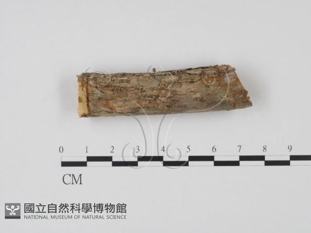 登錄號:F0013802藏品圖，第1張