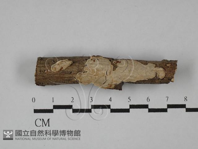 刺皮菌屬藏品圖，第1張