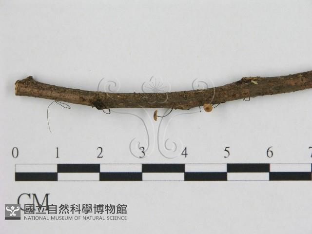 小皮傘屬藏品圖，第1張