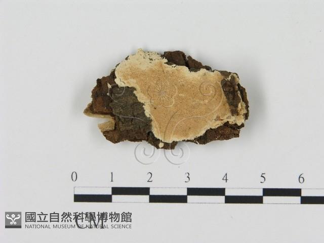 登錄號:F0006902藏品圖，第1張