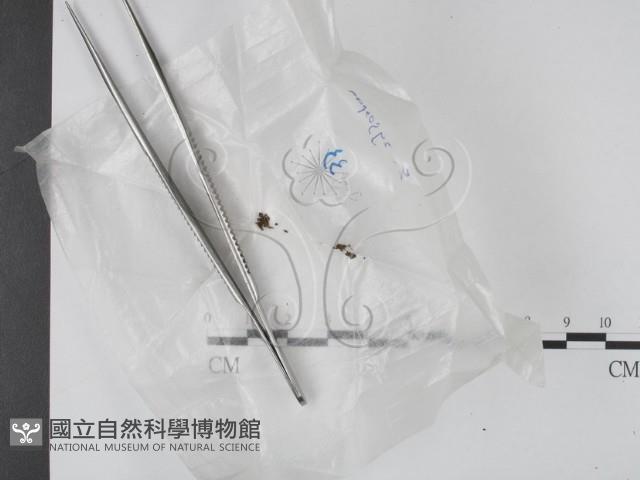 登錄號:F0016902藏品圖，第1張