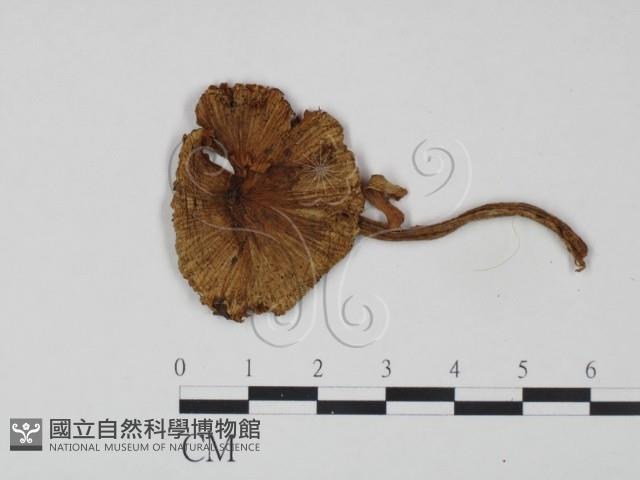 登錄號:F0021902藏品圖，第1張
