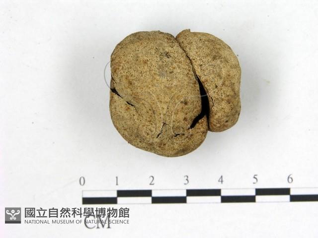 登錄號:F0001902藏品圖，第1張