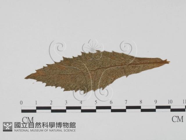 登錄號:F0011902藏品圖，第1張