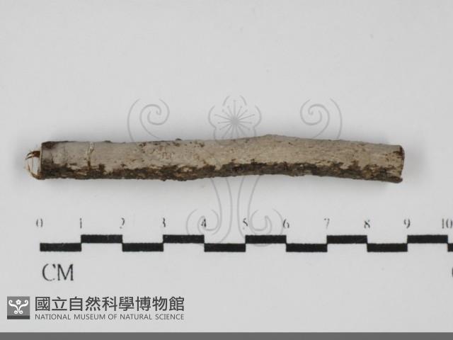 登錄號:F0031902藏品圖，第1張
