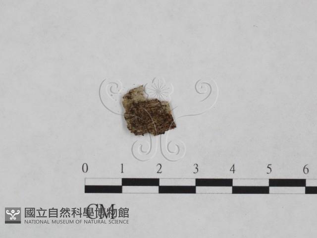 登錄號:F0024902藏品圖，第1張