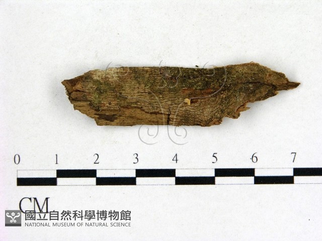 登錄號:F0004902藏品圖，第1張