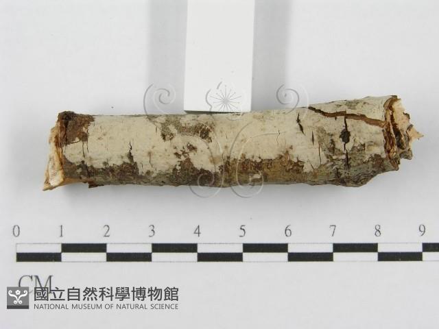 筍殼菌屬藏品圖，第1張