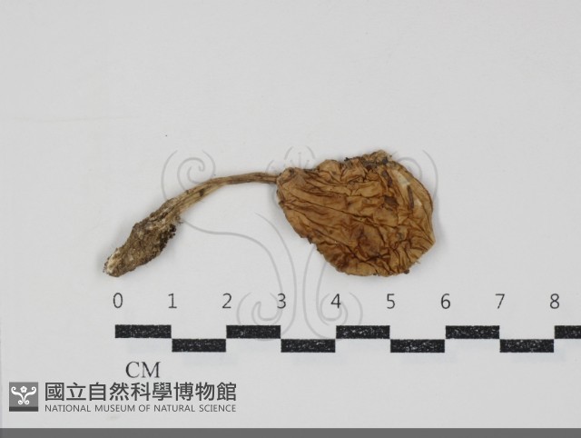 登錄號:F0034902藏品圖，第1張