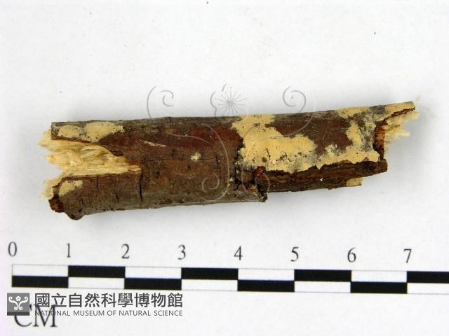 登錄號:F0002902藏品圖，第1張