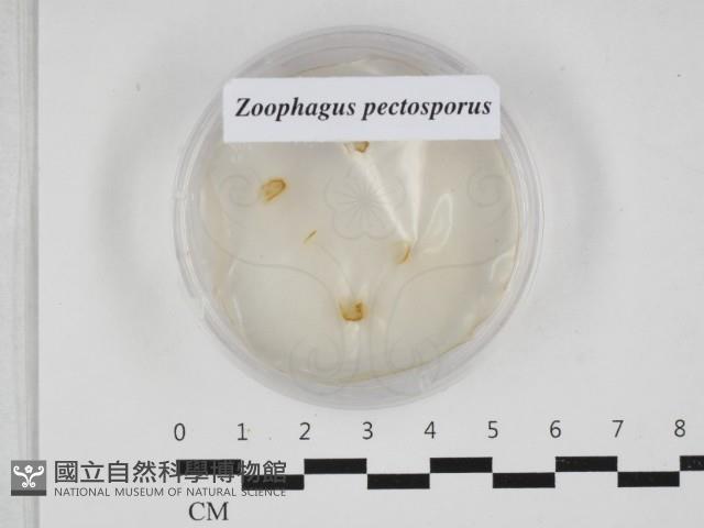 登錄號:F0032902藏品圖，第1張