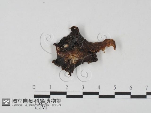 木耳屬藏品圖，第1張