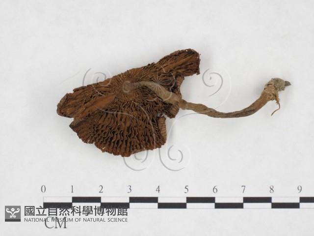 登錄號:F0025902藏品圖，第1張