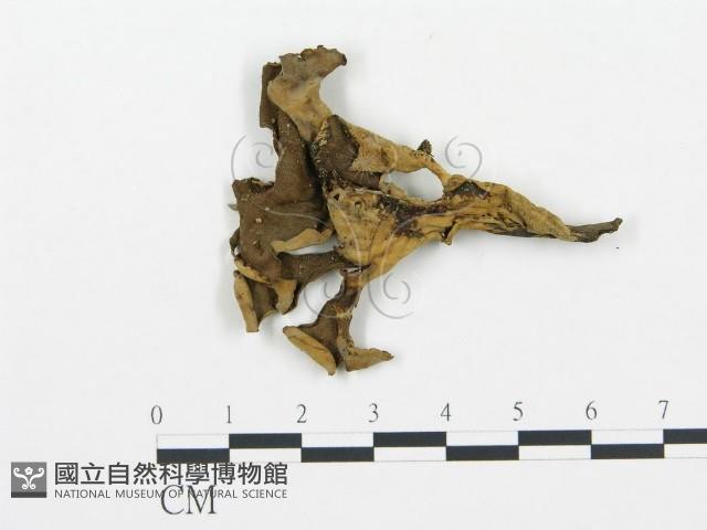 登錄號:F0015902藏品圖，第1張